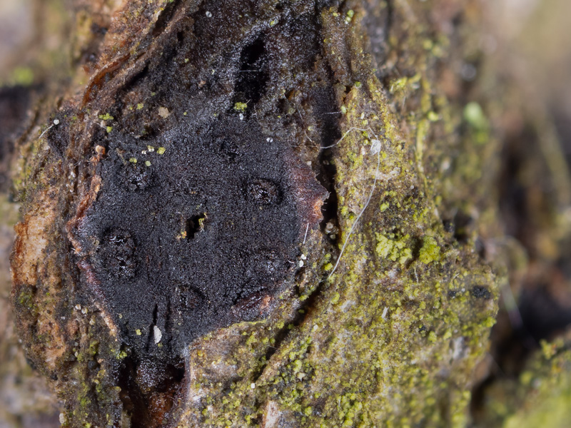 Valsaria rudis